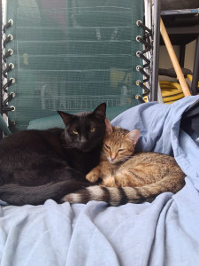 Photo de galerie - Famille d'accueil pour le chaton Lys