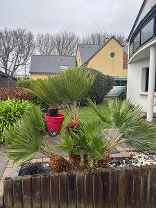 Photo de galerie - Nettoyage de massifs 