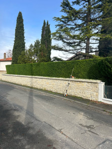 Photo de galerie - Taille d’une haie de Cyprès de Leyland