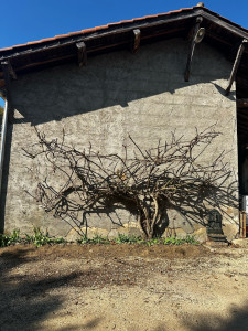 Photo de galerie - ? Taille de vigne / entretien extérieur ?  Taille propre et remise en forme d’une vigne contre façade ? ✔️ Coupe maîtrisée ✔️ Mise en forme esthétique ✔️ Nettoyage du chantier  ? Résultat propre et net  ? AS Entretien Rénovation – Devis rapide 