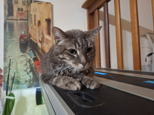 Photo de galerie - Visite à domicile d'un chat 