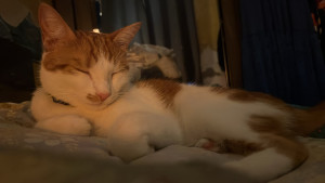 Photo de galerie - Un minou que je garde régulièrement 
