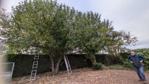 Photo de galerie - Elagage et coupe d'arbres