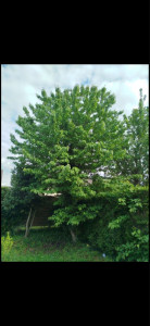Photo de galerie - Elagage et coupe d'arbres