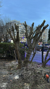 Photo de galerie - J’ai réduire l’arbre qui partait sur le trottoir 
