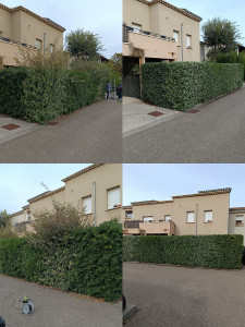 Photo de galerie - Taille de haie d'eleagnus, pittosporum , photinia
10m sur 2.20m