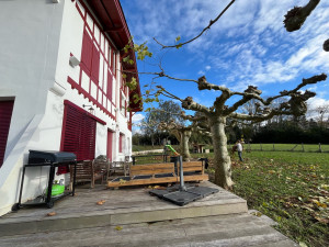 Photo de galerie - Élagage de mûrier platane 