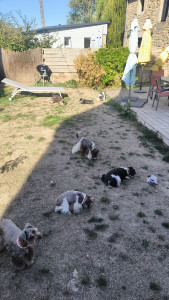 Photo de galerie - Garde de 10 petits chiens dans un gîte de vacances 