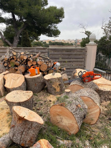 Photo de galerie - Débitages des troncs d’un chantier d’abattage de pins maritime 