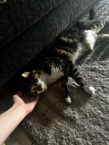 Photo de galerie - Garde chat