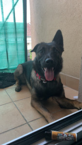 Photo de galerie - C’est ma chienne, sociable avec les animaux 