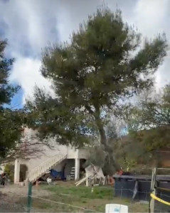 Photo de galerie - Voici un abattage fait en urgence chez un client après le passage de la tempête Nils 