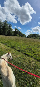 Photo de galerie - Yuki le beau berger blanc suisse 