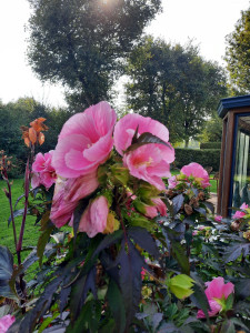 Photo de galerie - MASSIF ET JARDIN