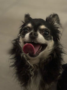 Photo de galerie - Mon chien Nelson très sociable