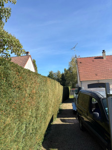 Photo de galerie - Photo après taille 