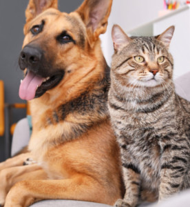 Photo de galerie - Garde de chat et chien 
