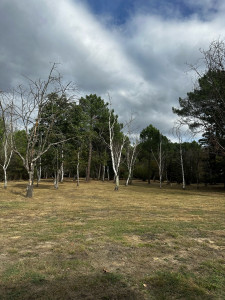 Photo de galerie - Tonte d’un parc d’1,5 hectares 