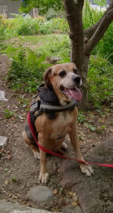 Photo de galerie - Kela très jolie chienne qui est abordable et très câline, ??????