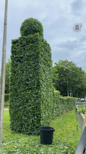 Photo de galerie - Tailles de haies 