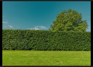 Photo de galerie - Toute taille de haie disponible contacter moi 