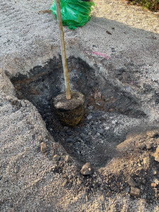 Photo de galerie - Plantation d’un arbre fruitiers