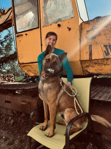 Photo de galerie - Garde d’un berger belge malinois.