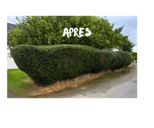 Photo de galerie - Haie après intervention