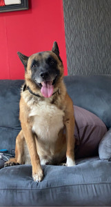 Photo de galerie - Garde d’un malinois appelé Billy 