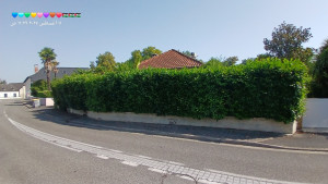 Photo de galerie - Taille de haies  et d'arbustes