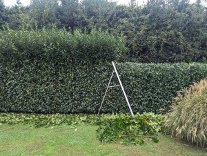 Photo de galerie - Rabattage de haie