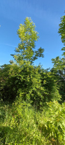 Photo de galerie - Elagage et coupe d'arbres