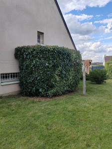 Photo de galerie - Taille de haies et d'arbustes