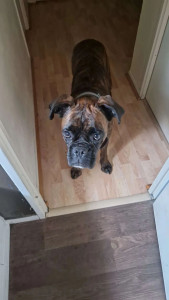 Photo de galerie - Garde chien