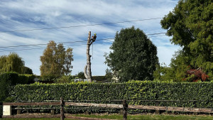 Photo de galerie - Abbatage pin