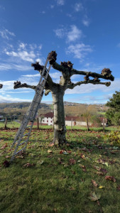 Photo de galerie - Elagage et coupe d'arbres