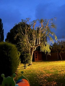 Photo de galerie - élagage de deux boulots 