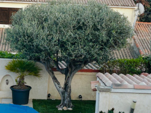 Photo de galerie - Elagage et coupe d'arbres