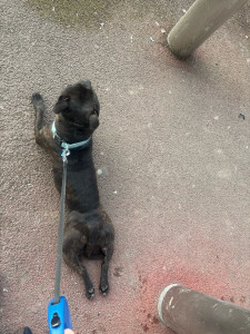 Photo de galerie - Voici mon chien