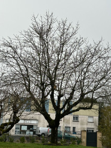 Photo de galerie - GC élagage réalise tous travaux de langage et de abattage