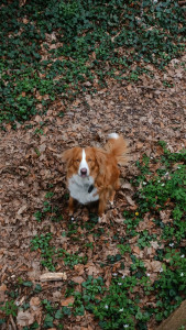 Photo de galerie - Balade dans un bois