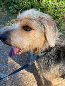Photo de galerie - Garde de toutous de petite taille