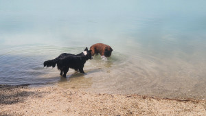 Photo de galerie - Garde chien
