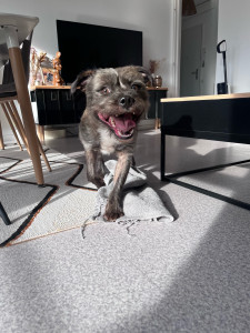 Photo de galerie - Marley ☺️