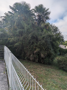 Photo de galerie - Taille de haies et d'arbustes