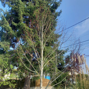 Photo de galerie - Abatage de tout arbre en tous genre 
