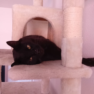 Photo de galerie - Chats, chiens, oiseaux, rongeurs...
Apte à prodiguer des traitements vétérinaires 