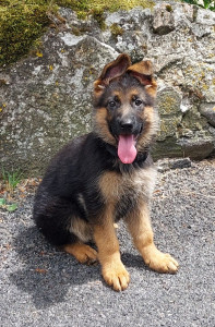 Photo de galerie - Beastie, femelle berger allemand deux mois et demi. Ma petite puce !