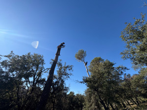 Photo de galerie - Elagage et coupe d'arbres