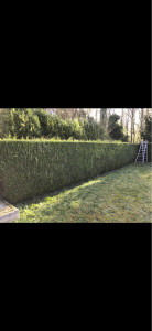 Photo de galerie - Taille de haies 